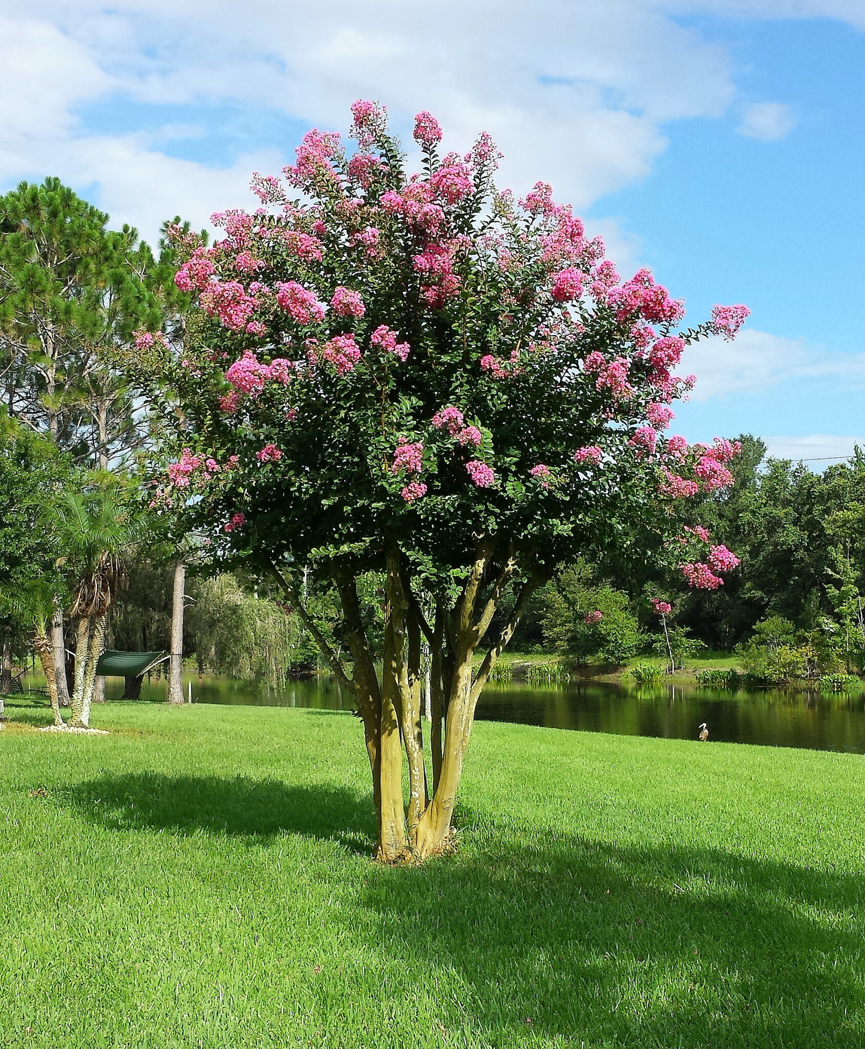 Buy Crepe Myrtle Trees, For Sale in Orlando, Kissimmee