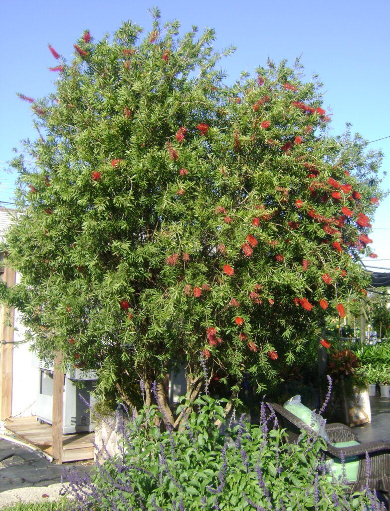 Bottlebrush trees declining throughout South and central Florida