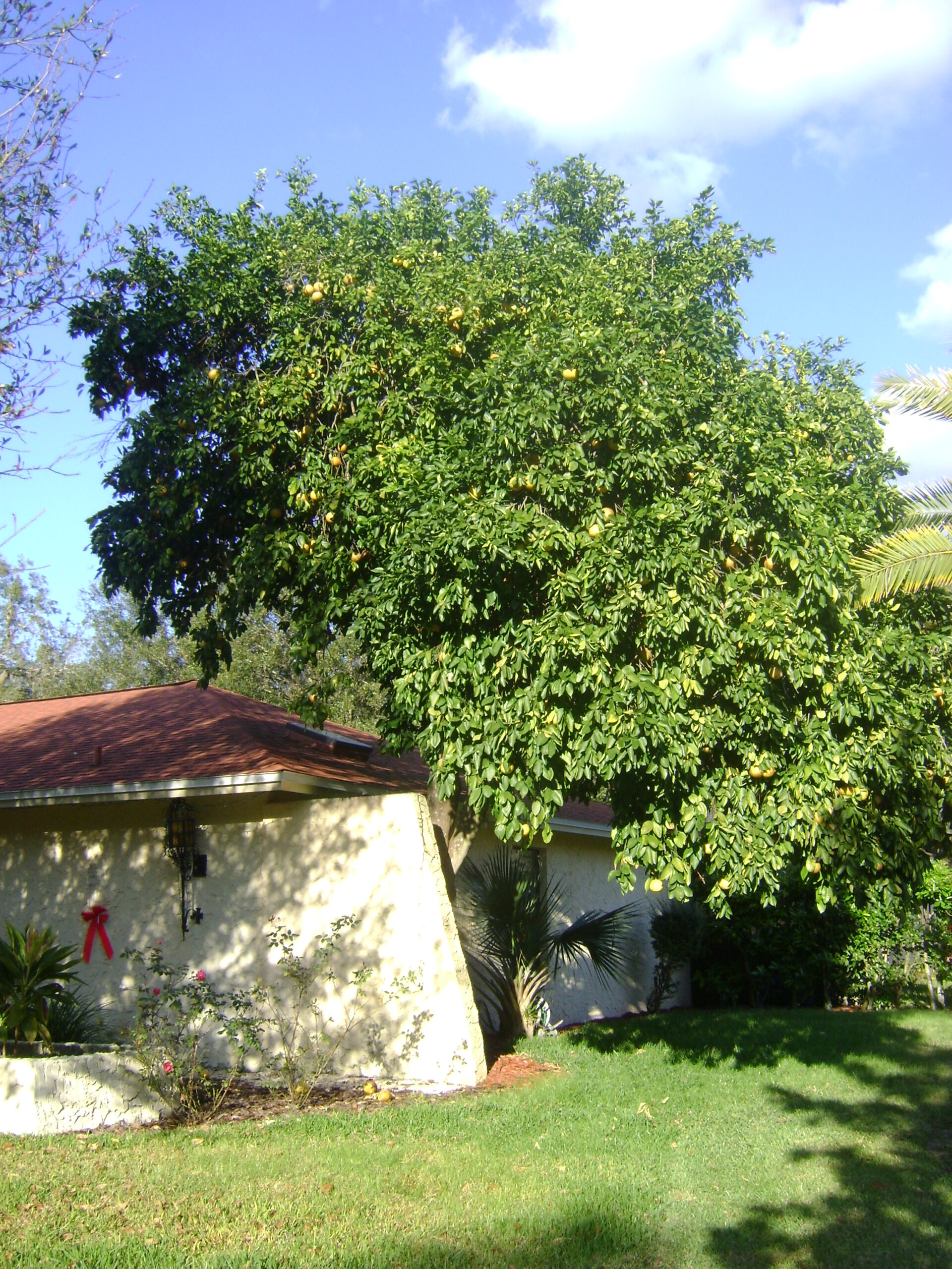 Mature Duncan Grapefruit Tree