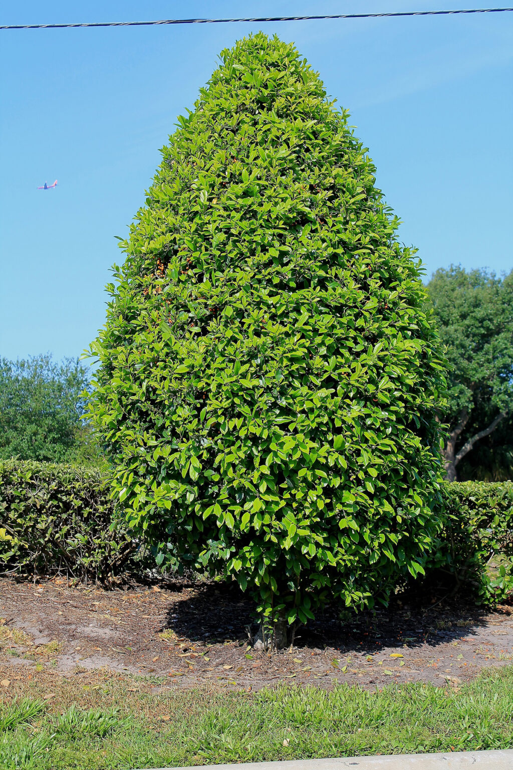 Buy East Palatka Holly, For Sale in Orlando, Kissimmee