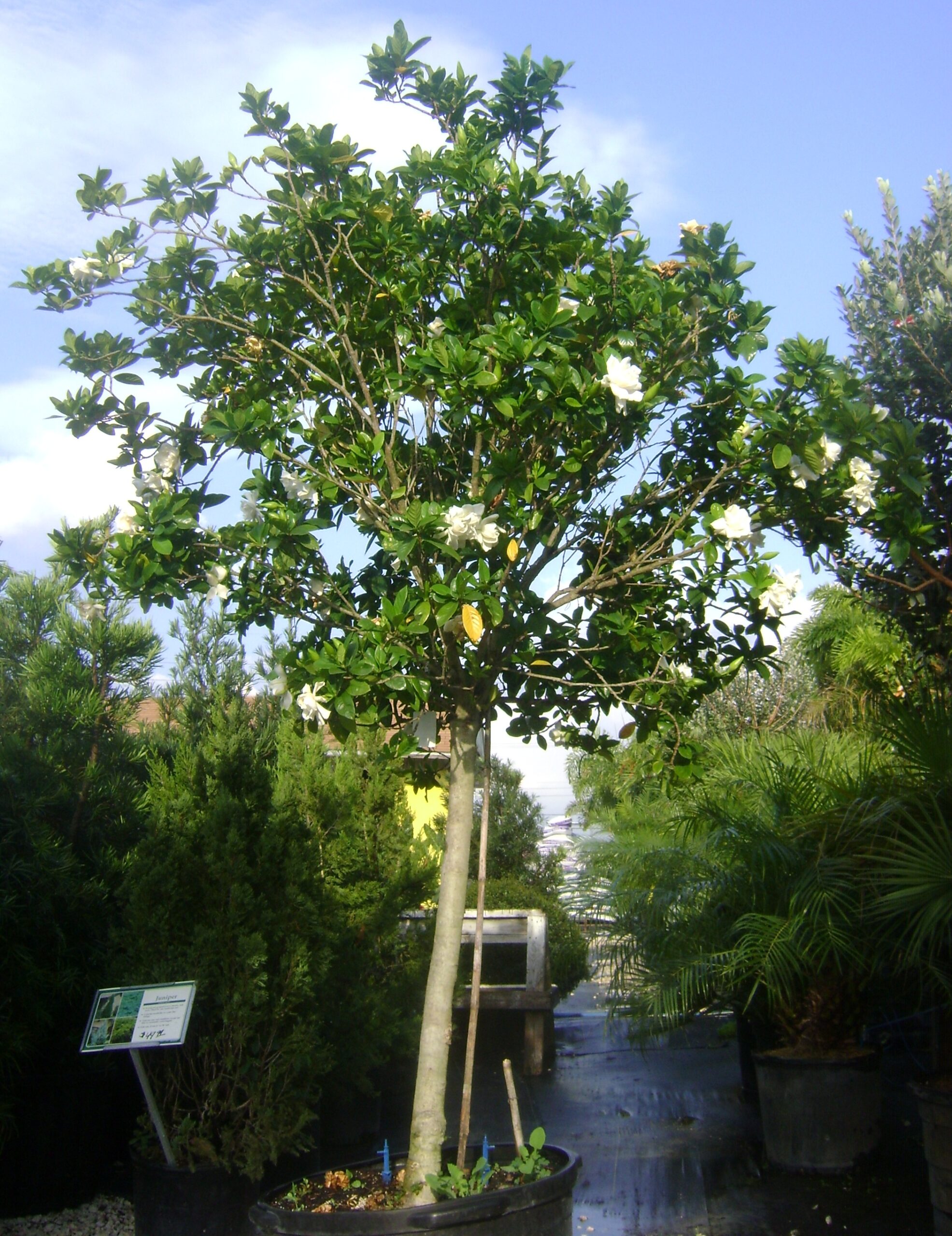 Gardenia - Click to Enlarge