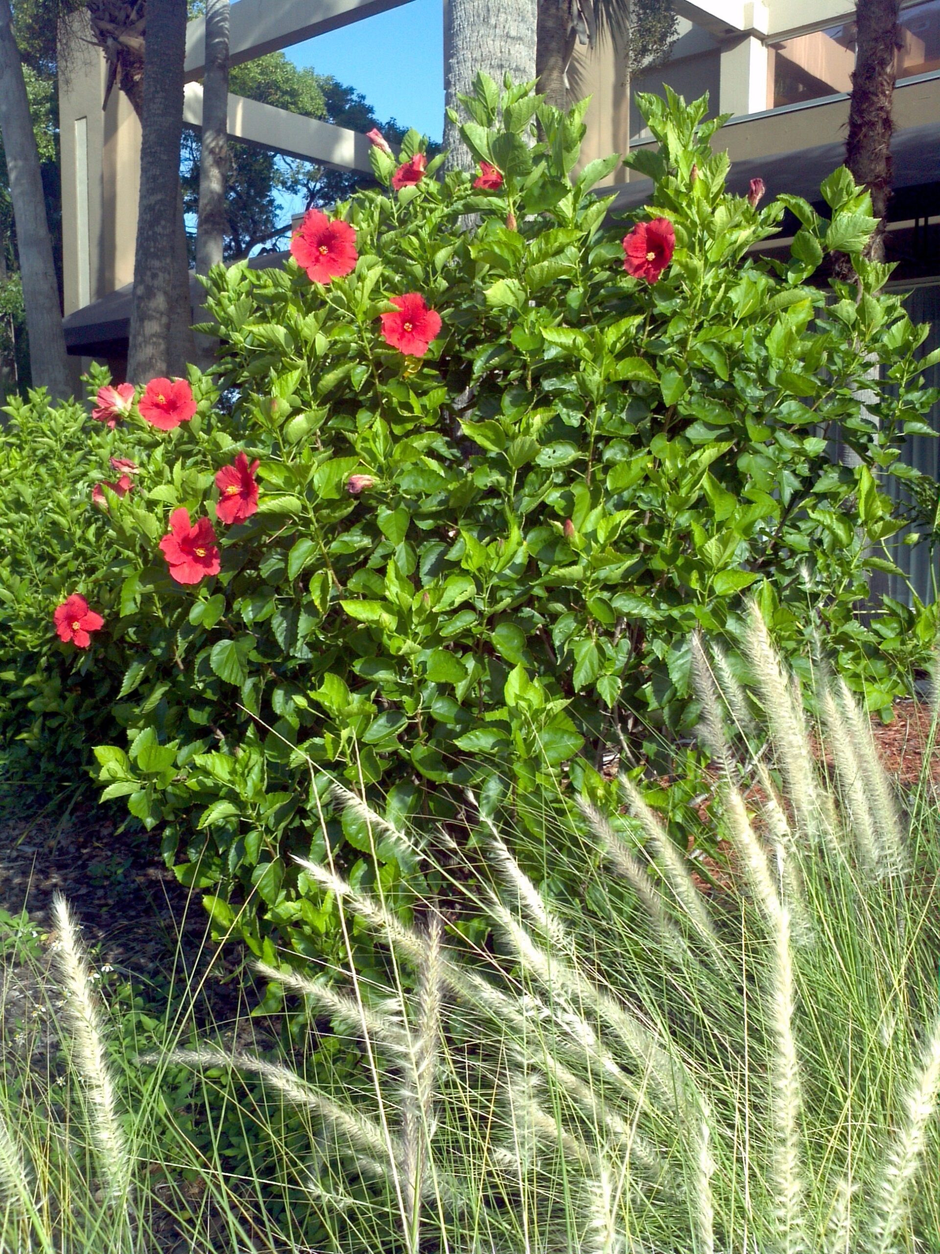 Green Fountain Grass and Hibiscus