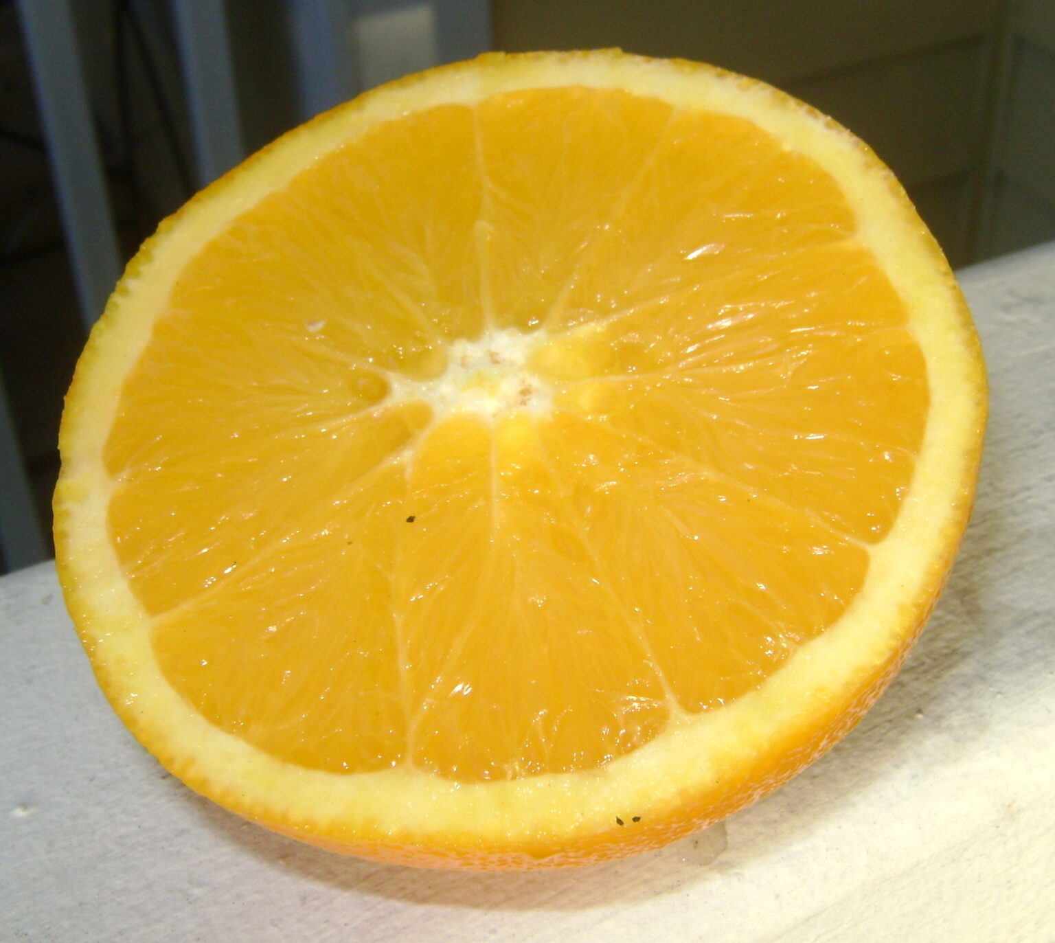Buy Navel Orange Trees, For Sale in Orlando, Florida, Kissimmee