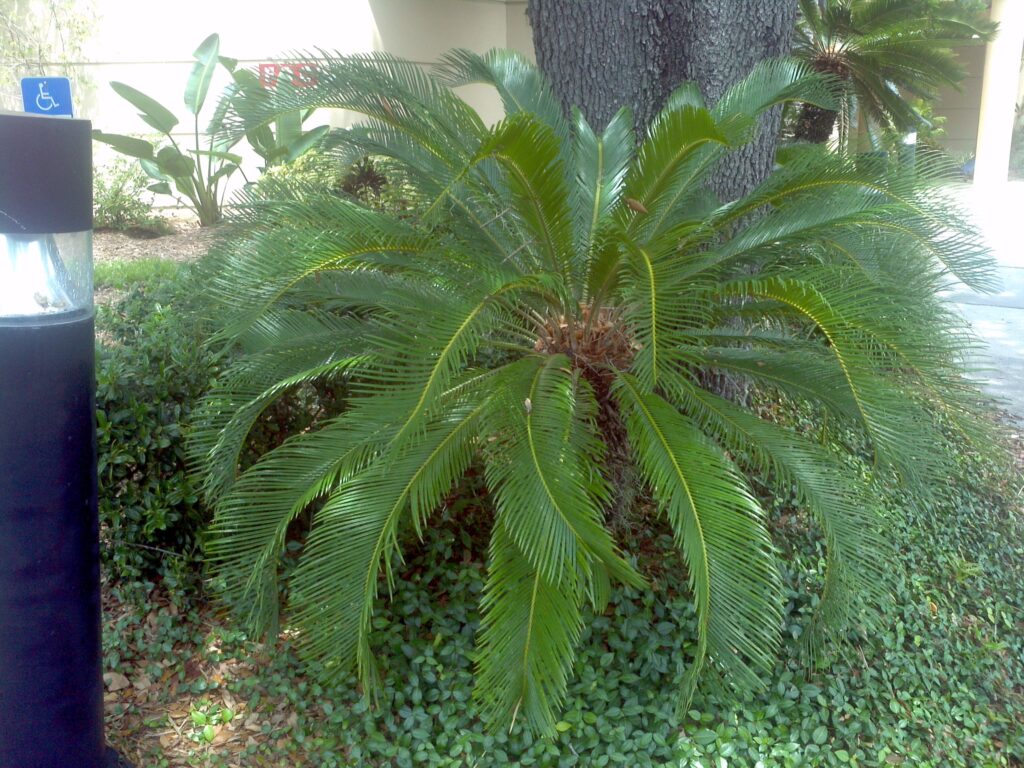 Buy King Sago Palm Tree, For Sale in Orlando, Kissimmee