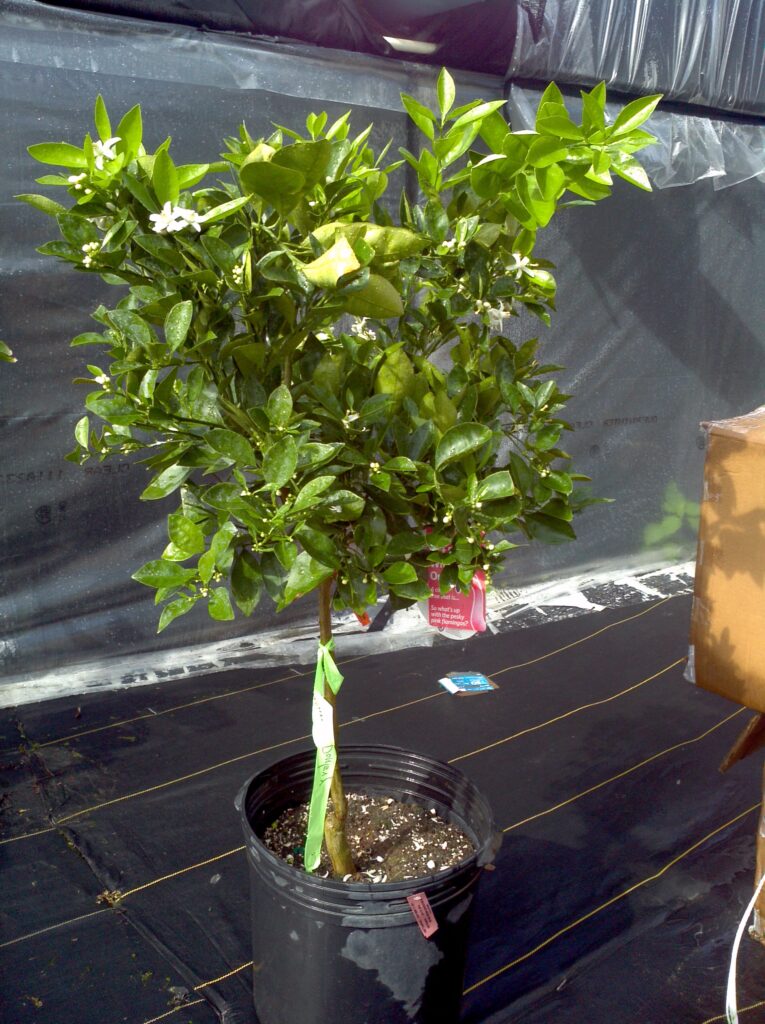 Buy Navel Orange Trees, For Sale in Orlando, Florida, Kissimmee