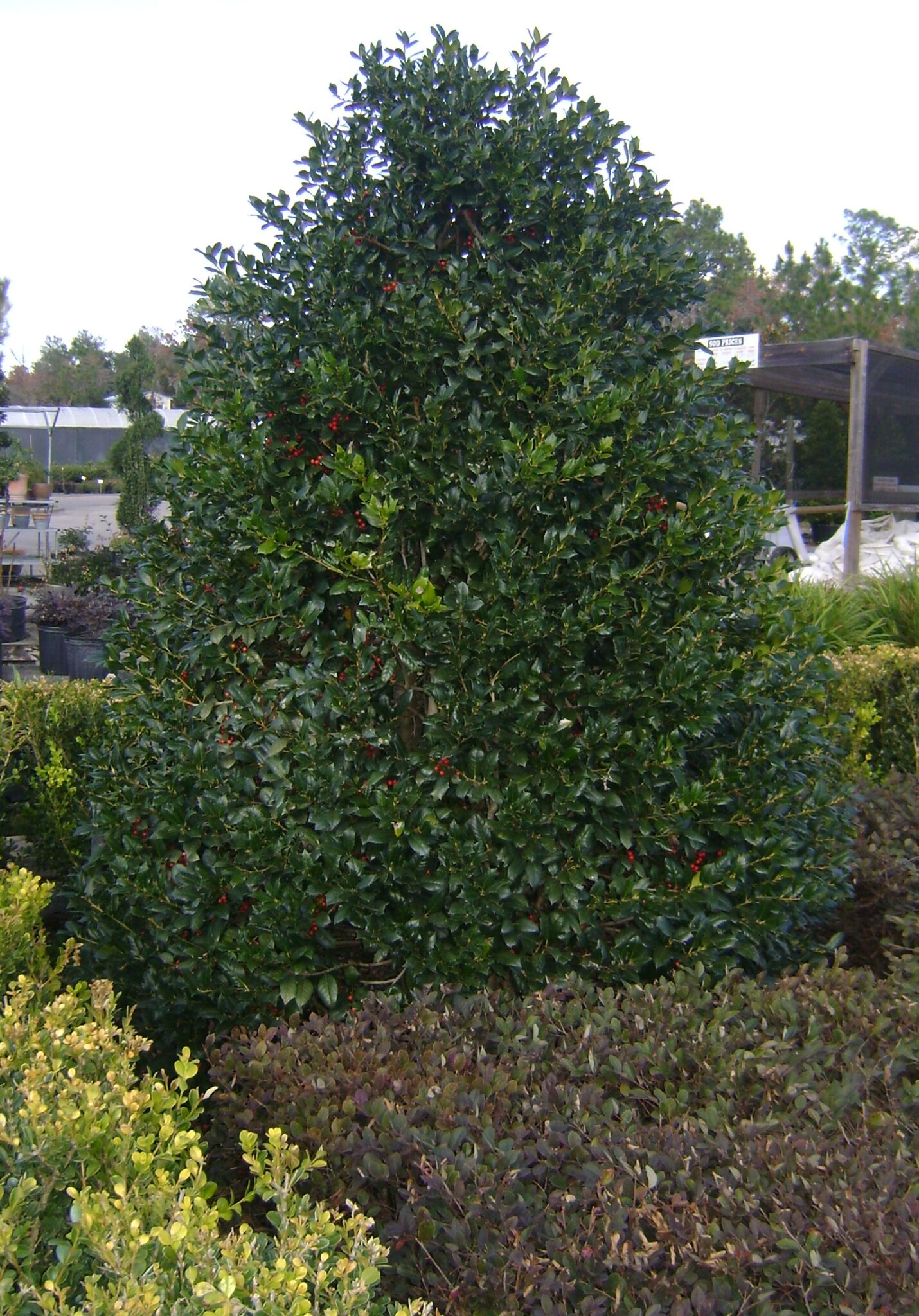 Buy Nellie Stevens Holly Trees For Sale In Orlando Kissimmee