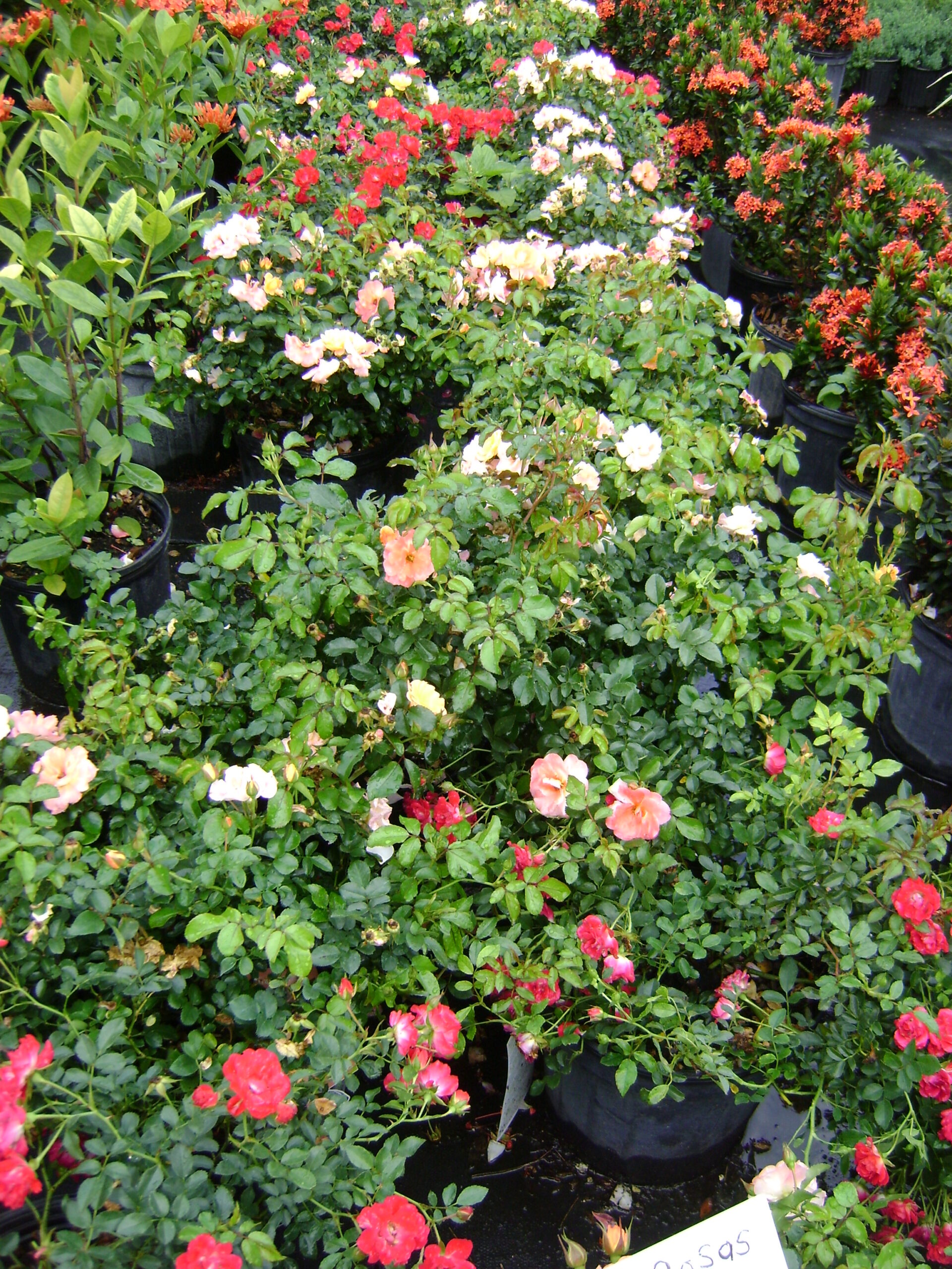 Several Colors of Drift Rose