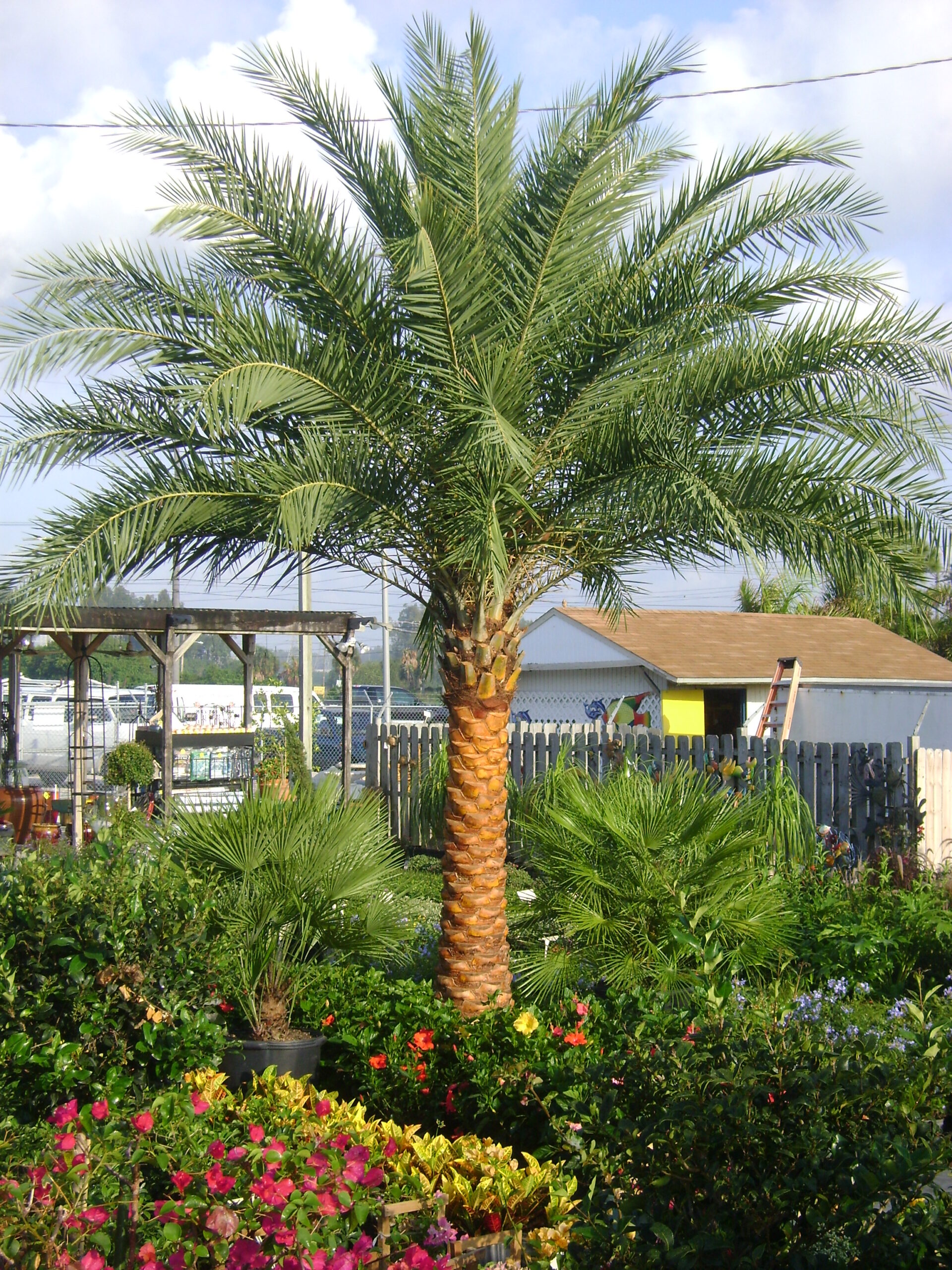 Buy Sylvester Palm Trees, For Sale in Orlando, Kissimmee