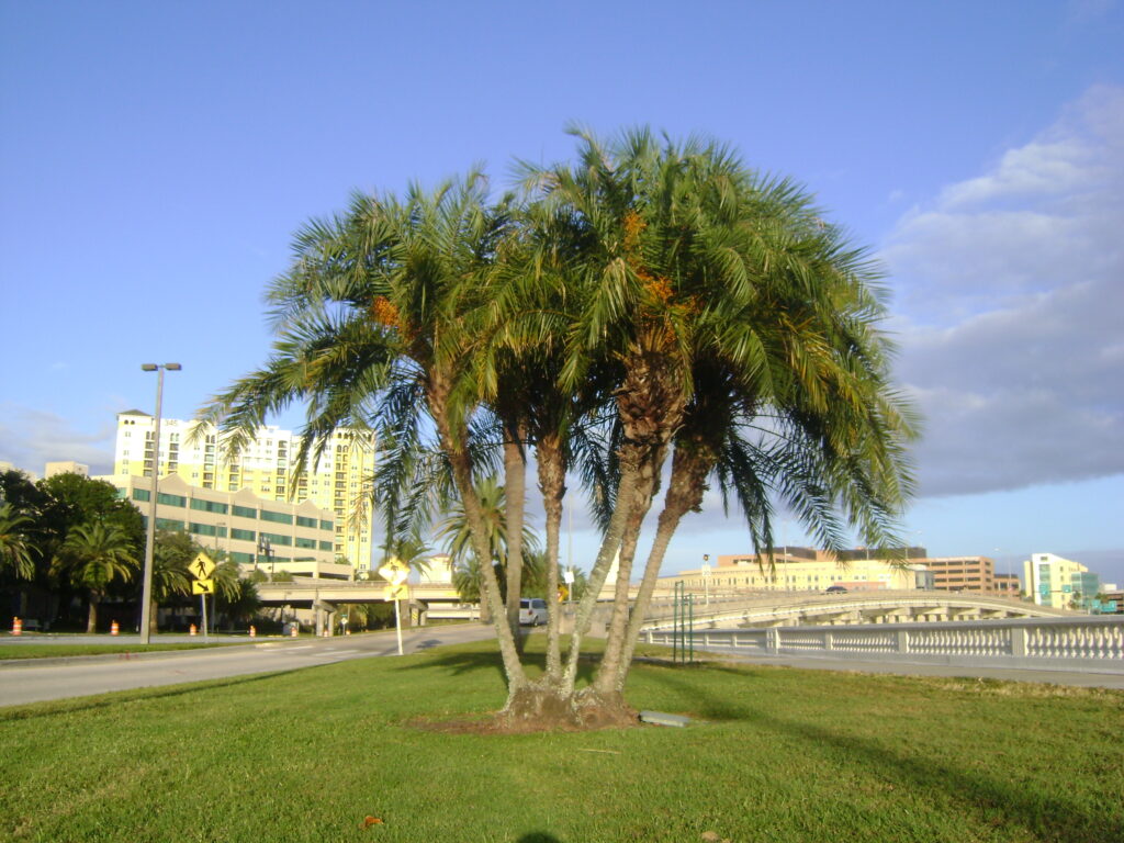Buy Phoenix Reclinada, For Sale in Orlando, Kissimmee