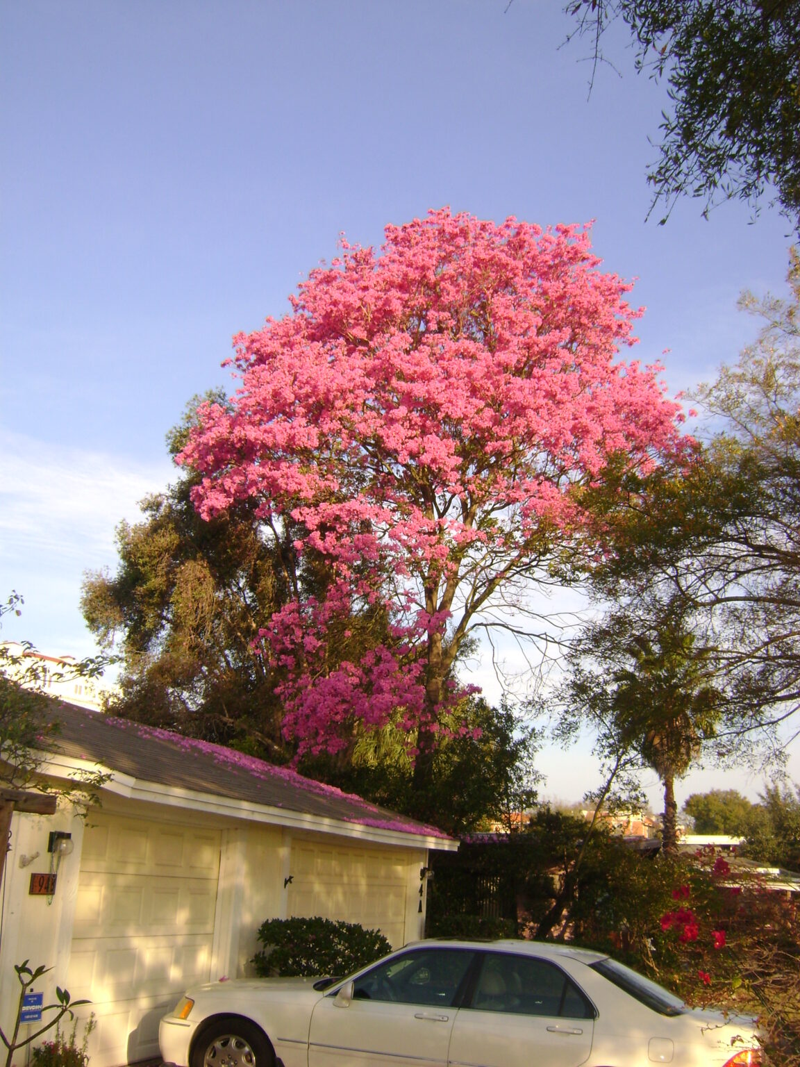 Tabebuia Tree For Sale Orlando