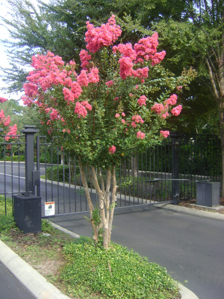 Crepe myrtle deals tree sale