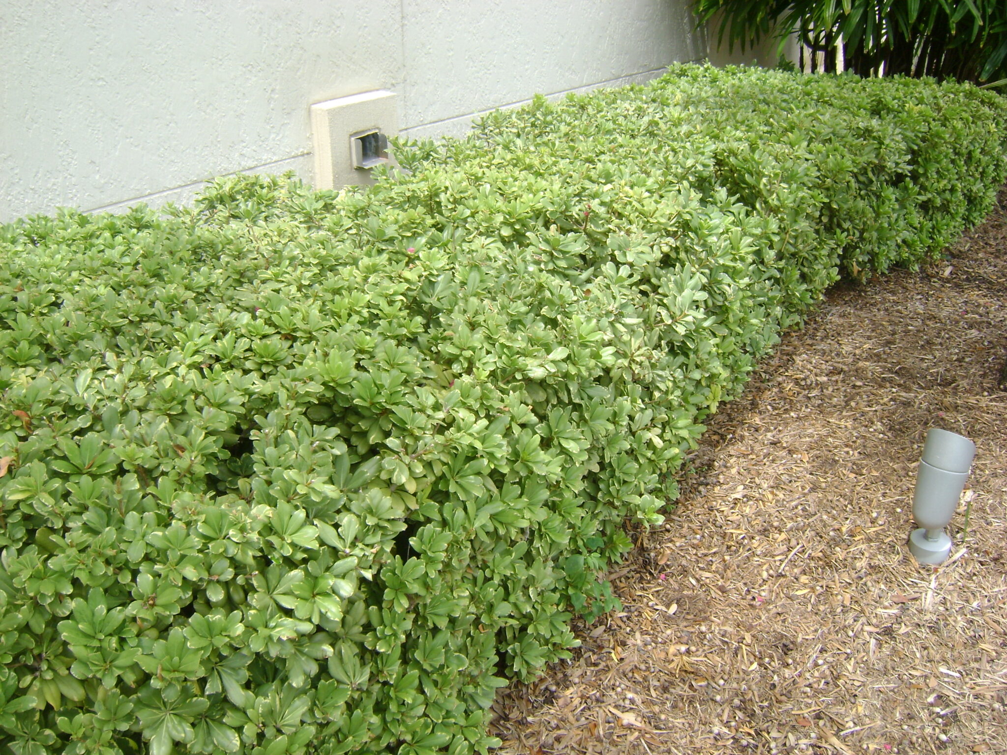 Buy Dwarf Pittosporum in Orlando, Florida, Lake Mary, Kissimmee, Sanford