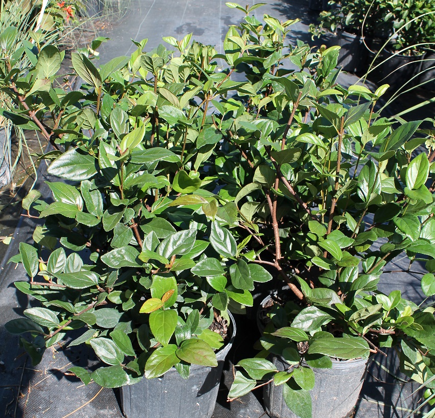 Viburnum Suspensum Hedge