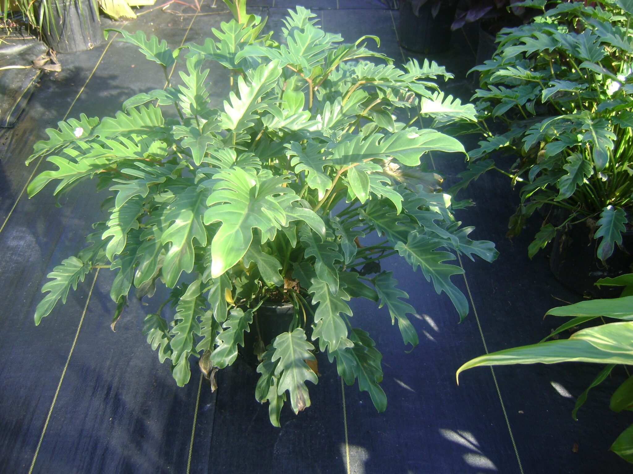 Buy Xanadu in Orlando, Florida, Lake Mary, Kissimmee, Sanford