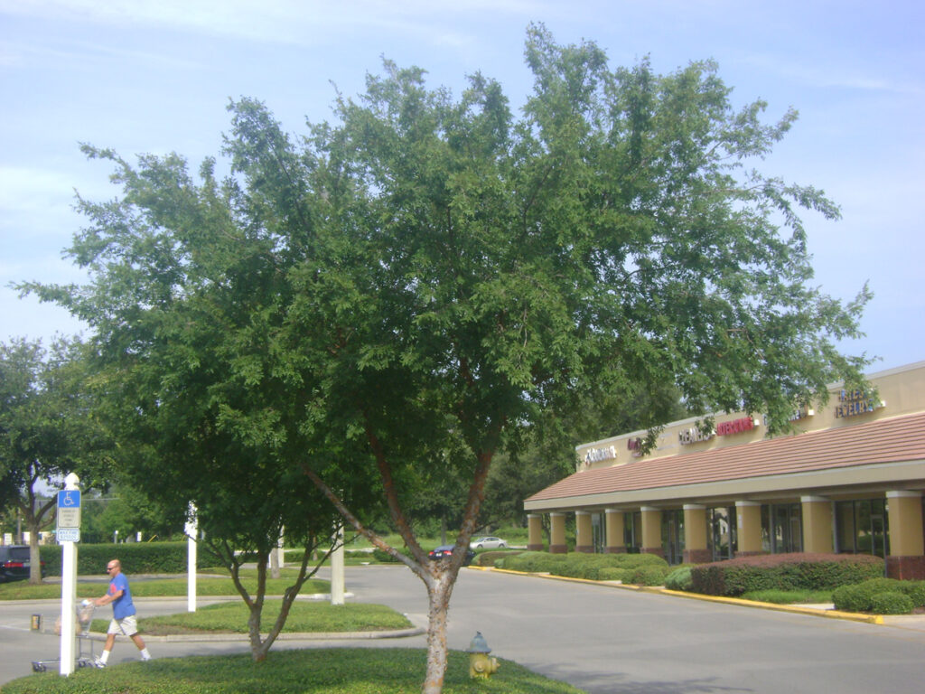 Buy Drake Elm Trees, For Sale in Orlando, Kissimmee