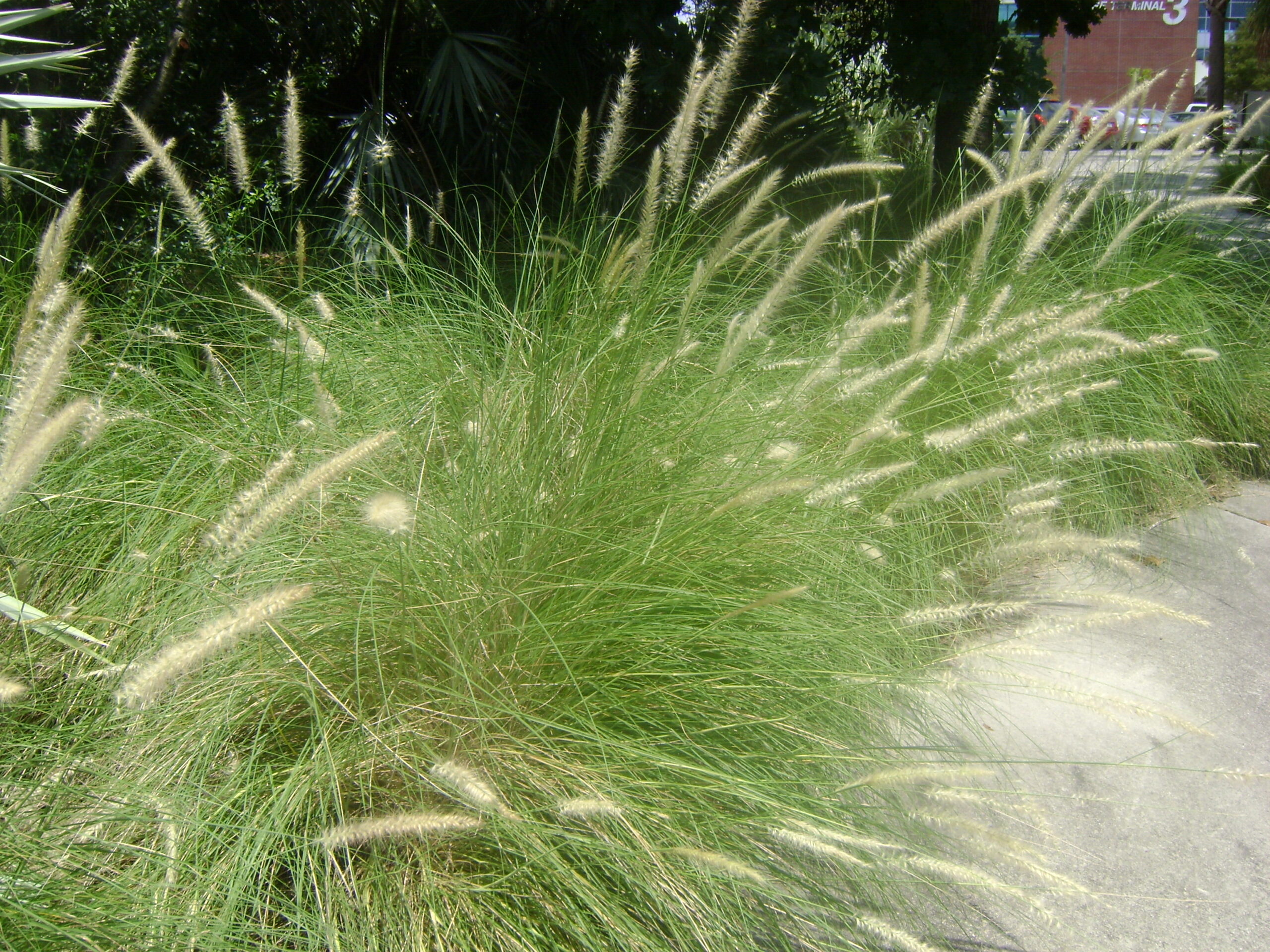 Enlarge Green Fountain Grass