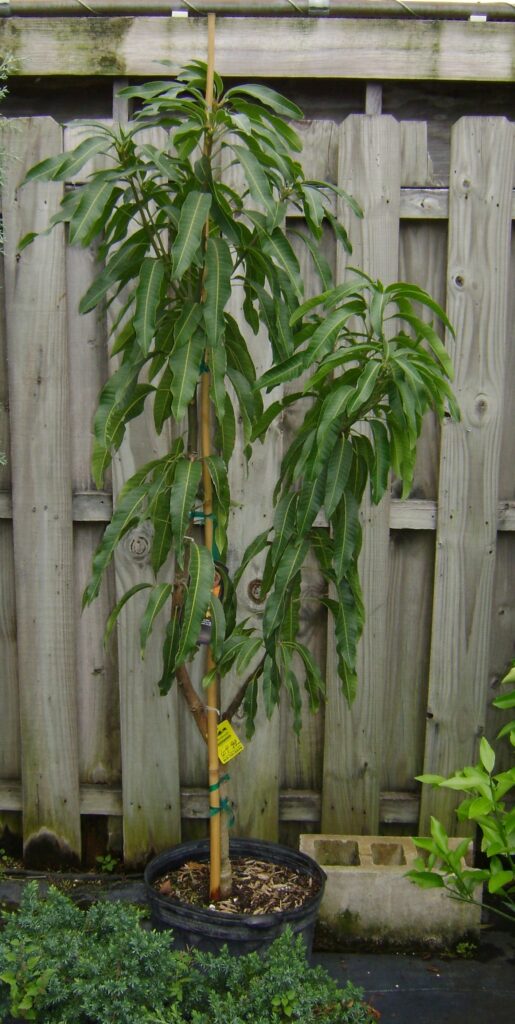 Buy Haden Mango Trees, For Sale in Orlando, Kissimmee