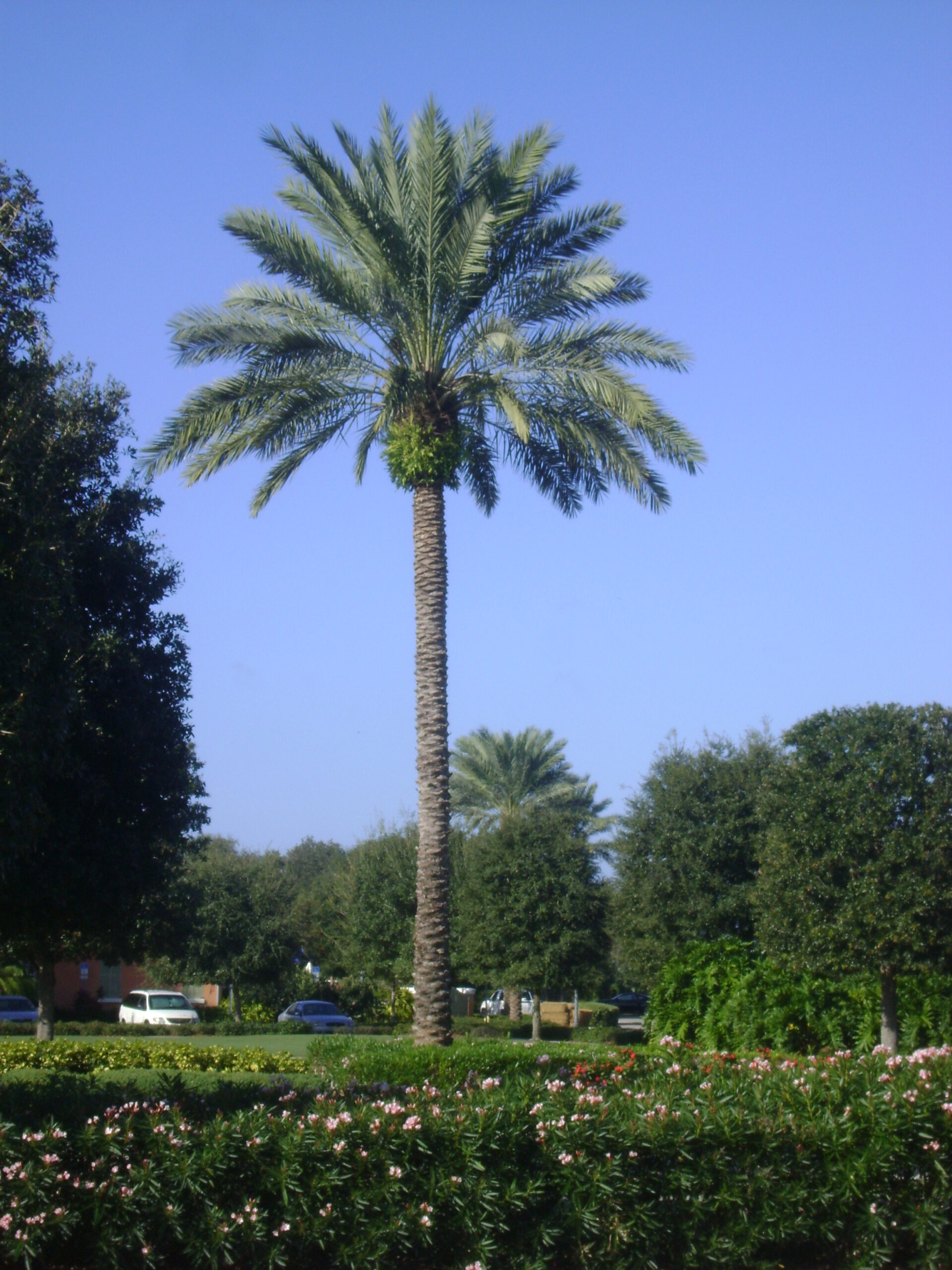 Medjoole Date Palm