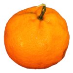 ponkan tangerine tree for sale