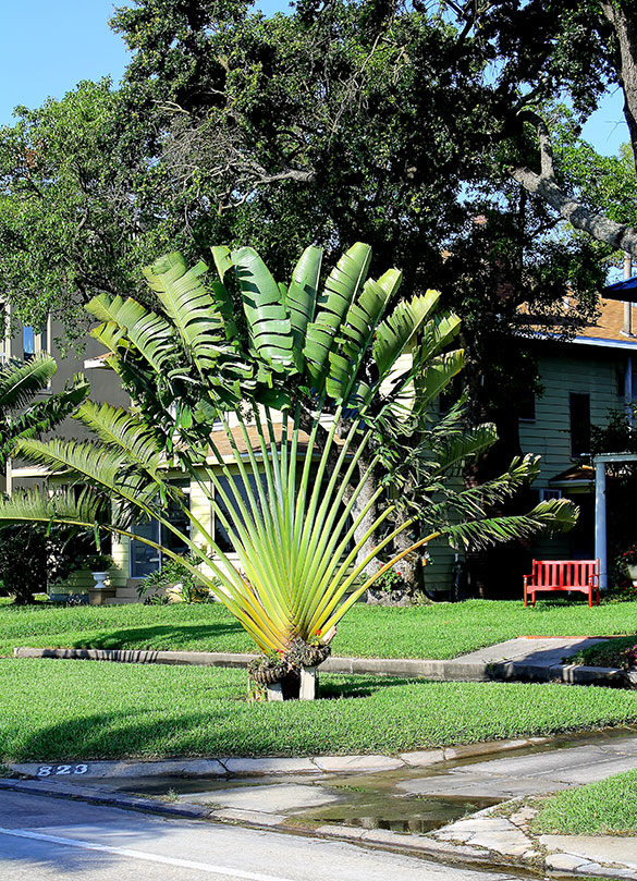 Palm trees for sale