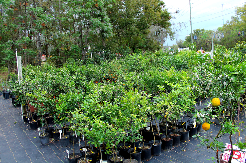 pokey-lake-jem-citrus-nursery-img