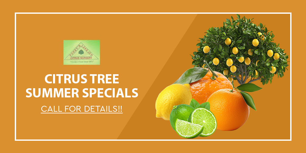 Summer Special Offer